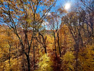 trees turned yellow during autumn in NY