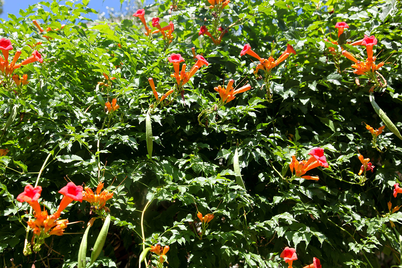 Flaming trumpet vine in the garden