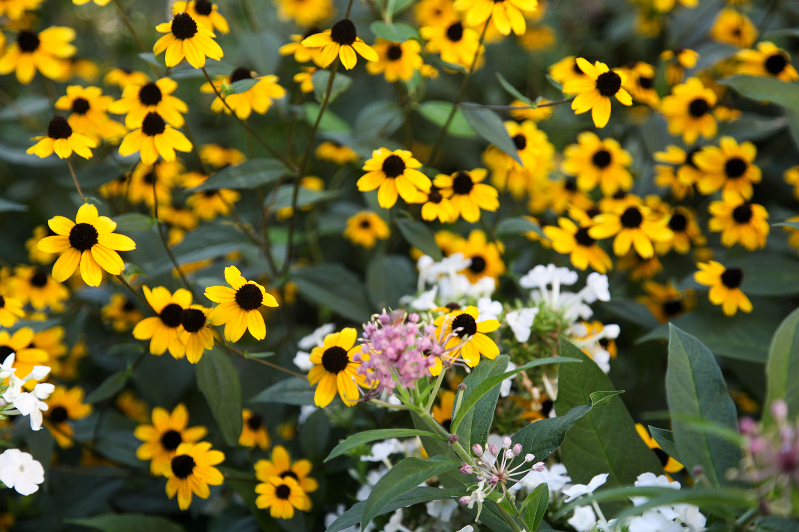 Black-eyed Susans in the garden