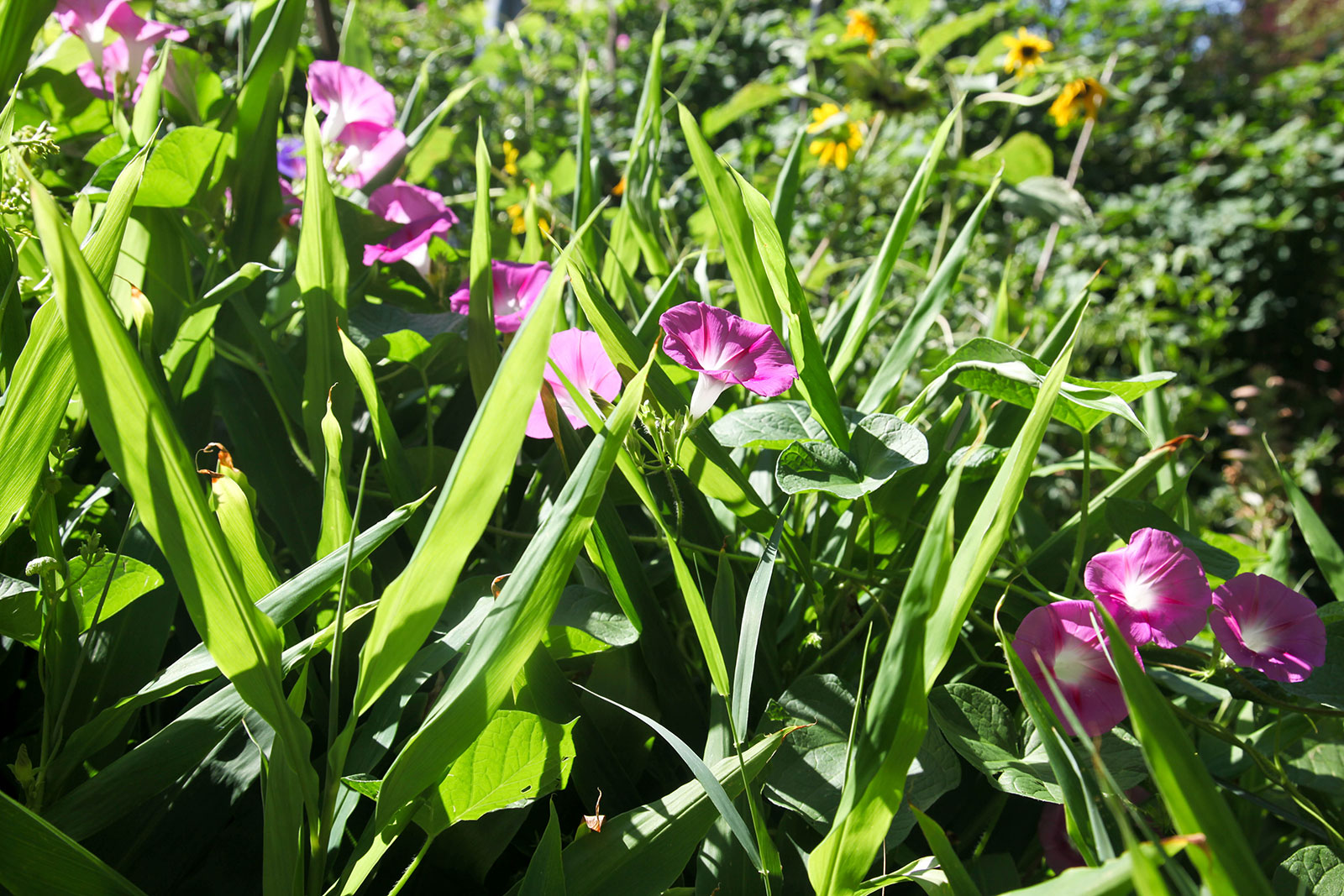 Morning Glory in the early morning in the garden