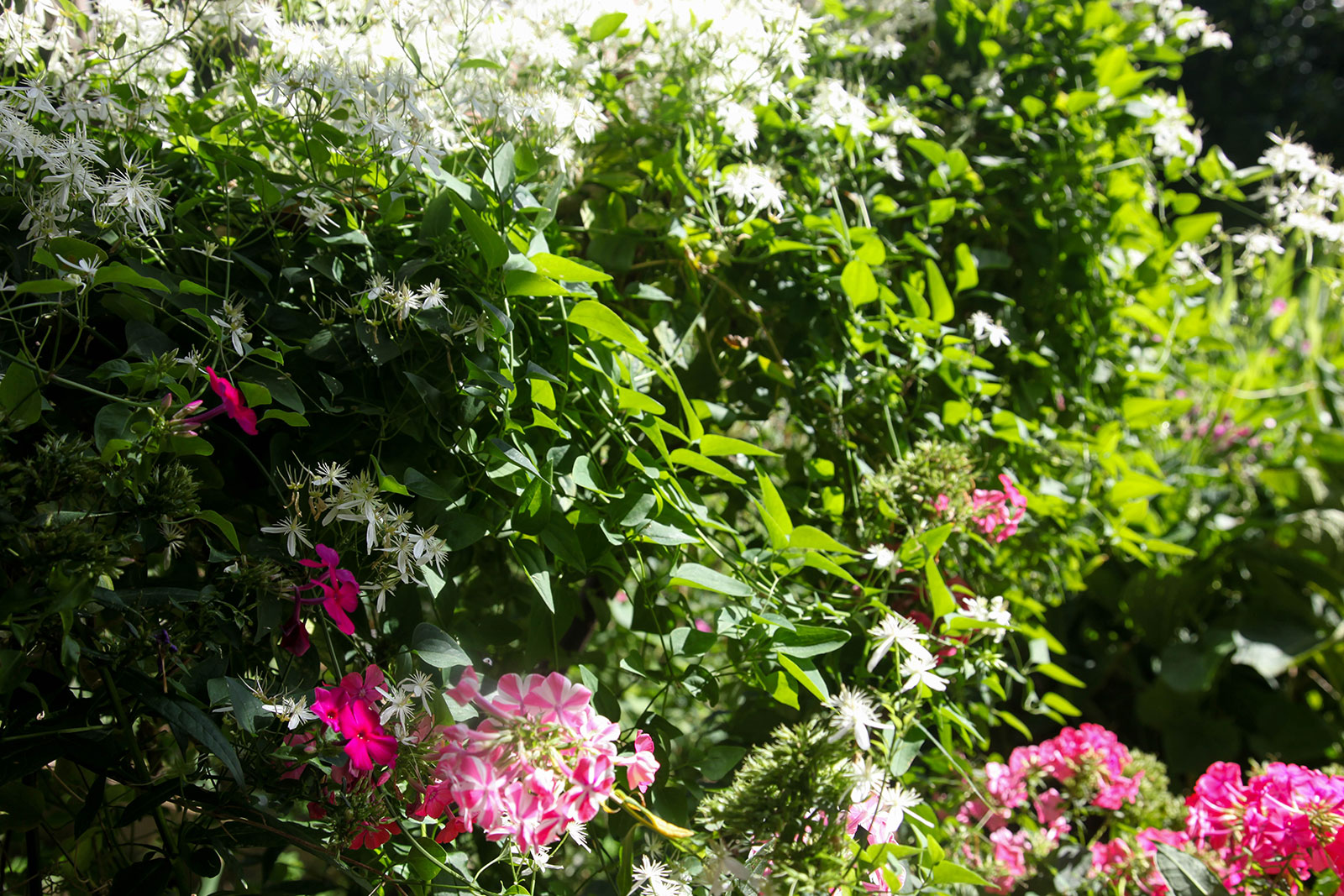 Garden in the morning