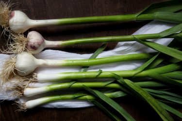 A bunch of uncooked green garlic in 2 stages of maturity; some with rounded white bulbs aand others with thin almost straight bulbs