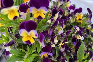 fresh edible flowers, violas, at the farmers market