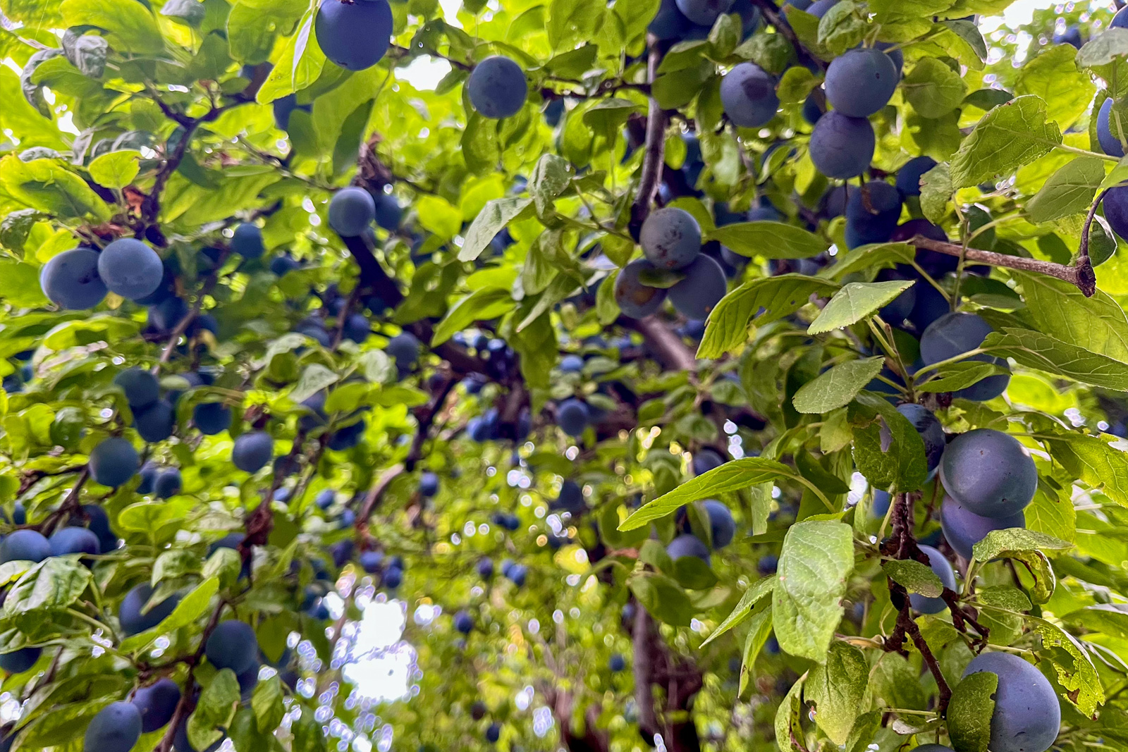 Damson Plum tree in my Manhattan community garden, laden with plums