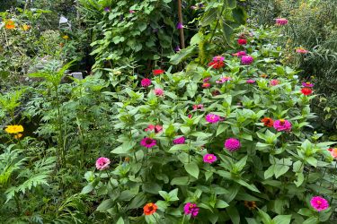 my garden plot this summer with flowers like zinnias and cosmos that pollinators love