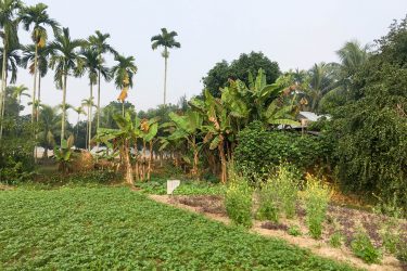 mustard greens and types of spinach growing in a village in Sylhet, Bangladesh