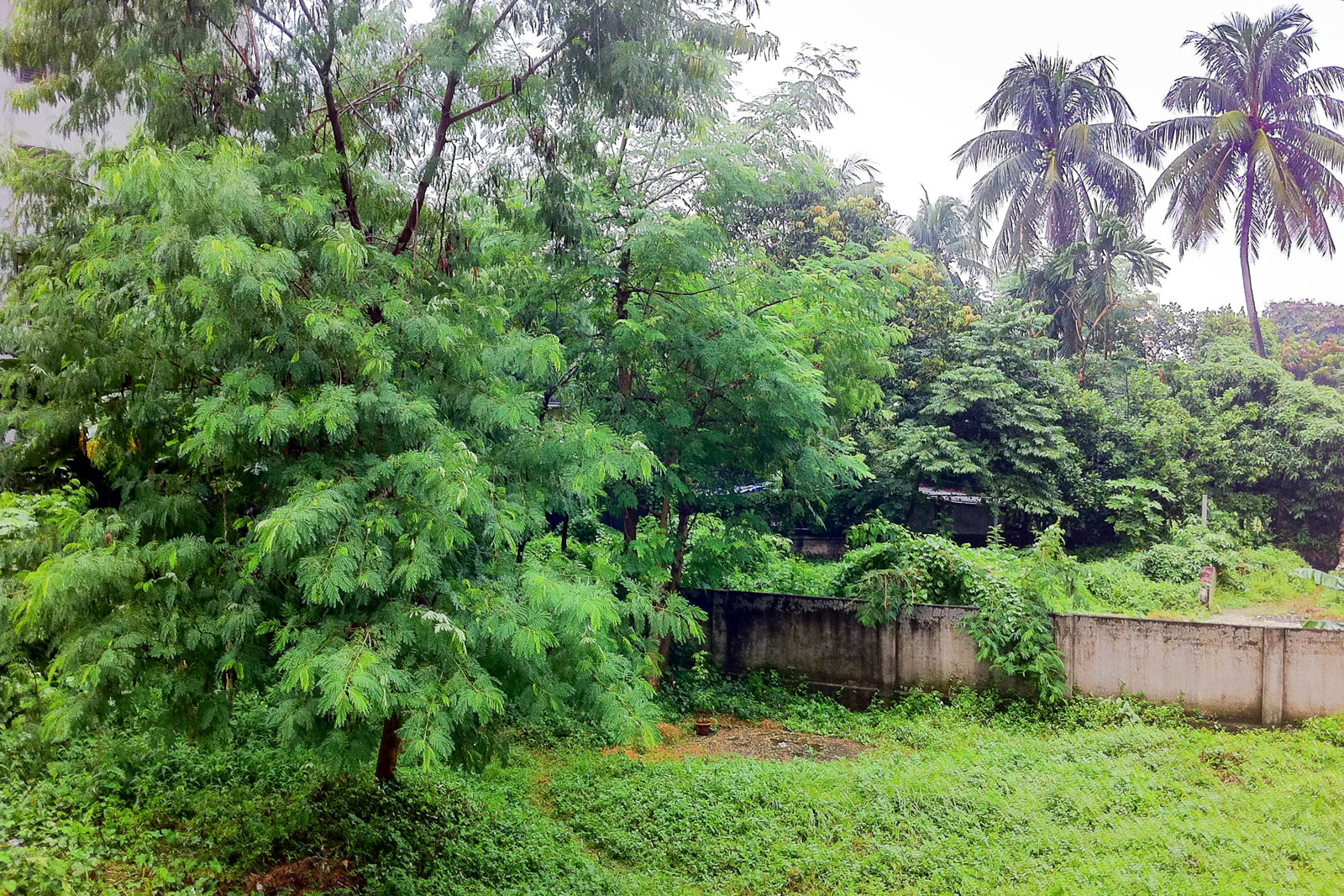 malai-coconut-trees-height