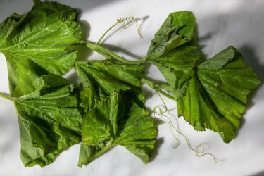 Lau squash leaves plucked, washed, and ready to use in cooking