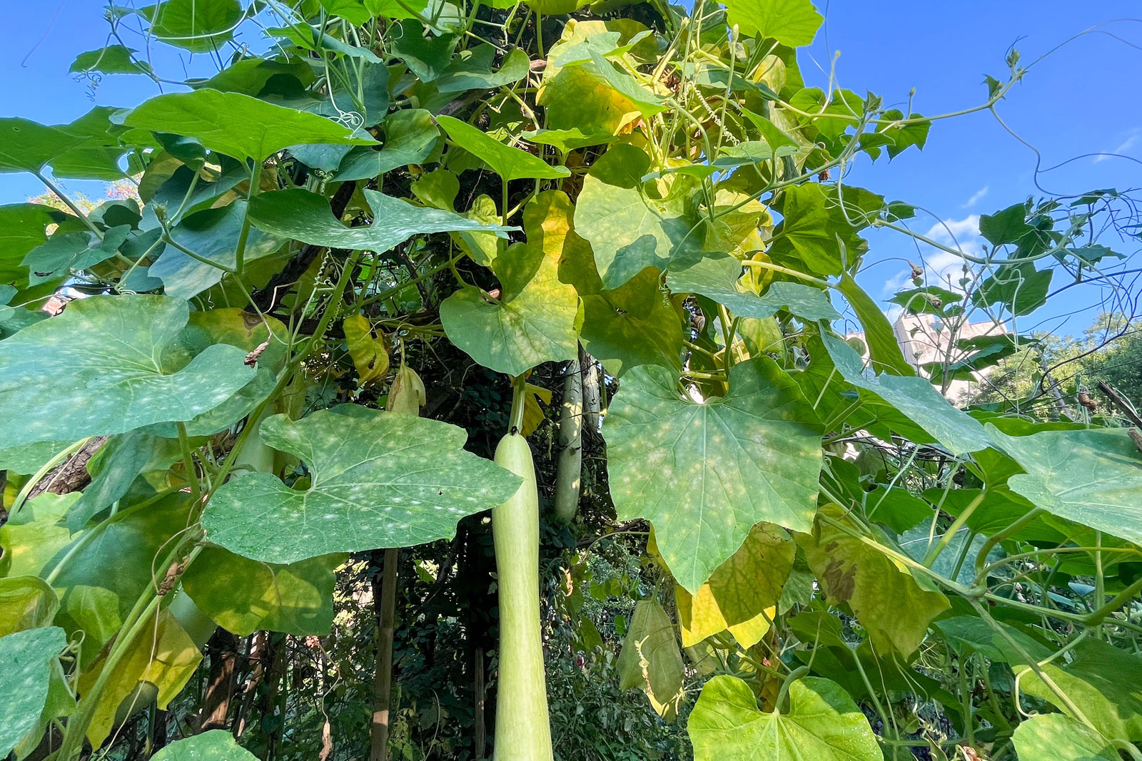 Lau (bottle gourd) growing on the vine