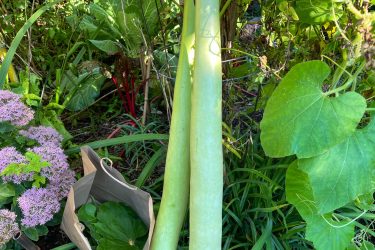 A couple of lau in the garden shown next to a bag filled with freshly plucked lau leaves