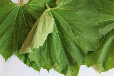 Lau leaves with stems removed, ready for making paturi