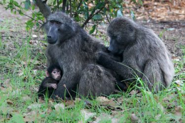 baboons in Tokai, near Cape Town