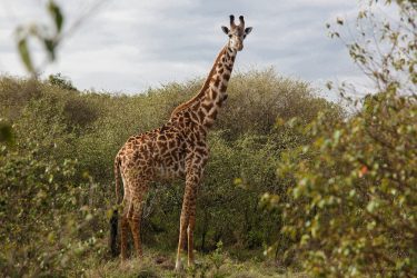 Giraffe surrounded by foliage