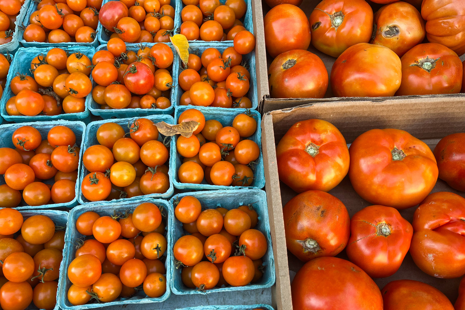 Fresh tomatoes at farmer's market in New York City